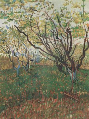 Vincent Van Gogh Orchard in Blosson (nn04)